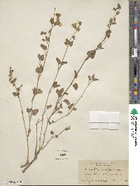 Mirabilis laevis var. crassifolia image