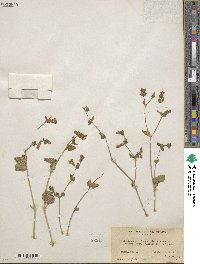 Mirabilis laevis var. crassifolia image