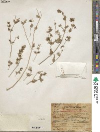 Mirabilis laevis var. crassifolia image