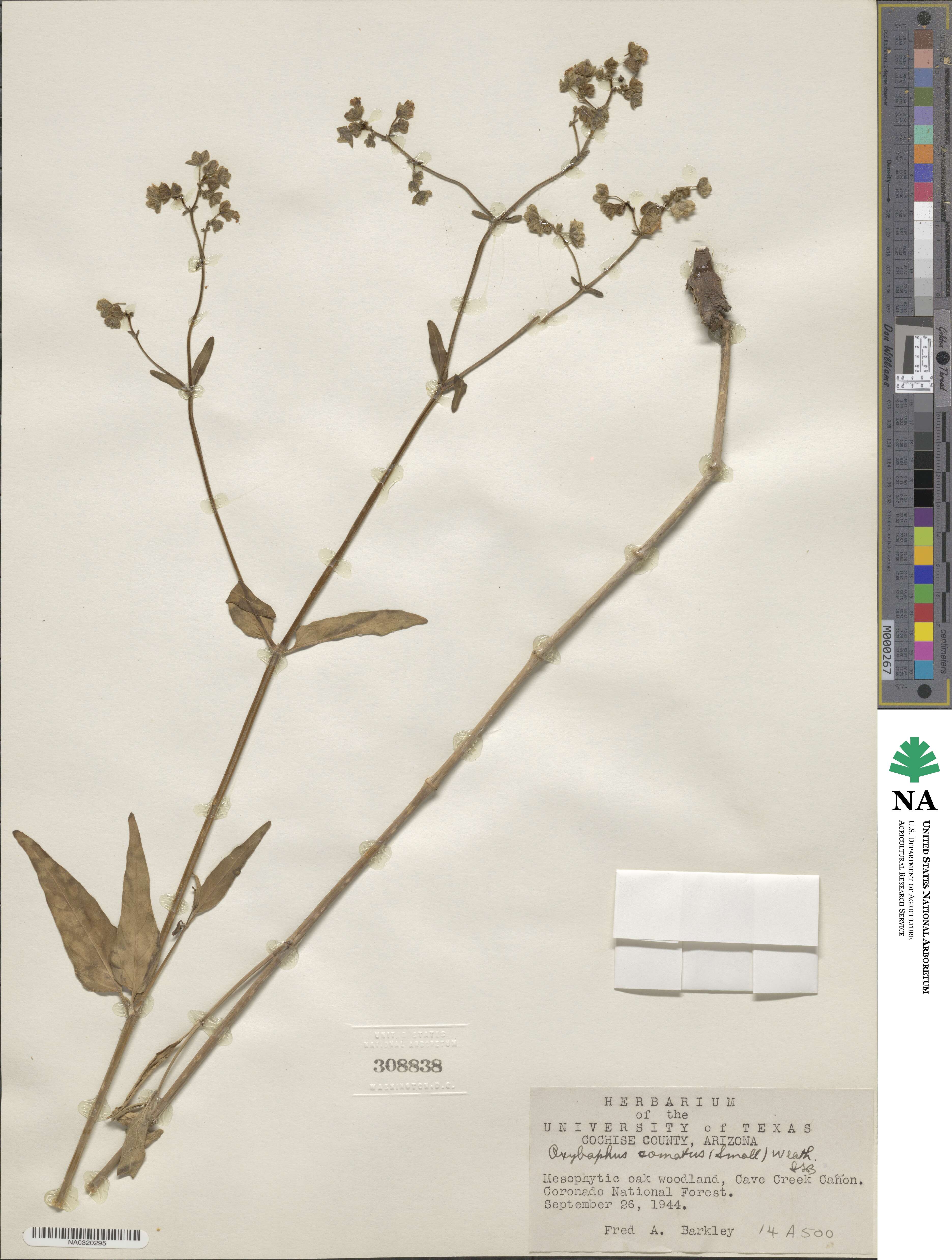 Mirabilis comata image