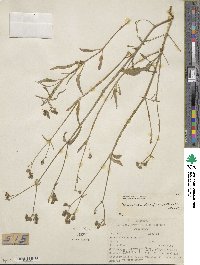 Mirabilis decipiens image