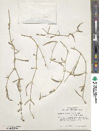 Mirabilis linearis image