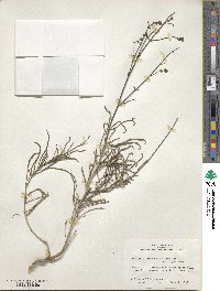 Mirabilis linearis image