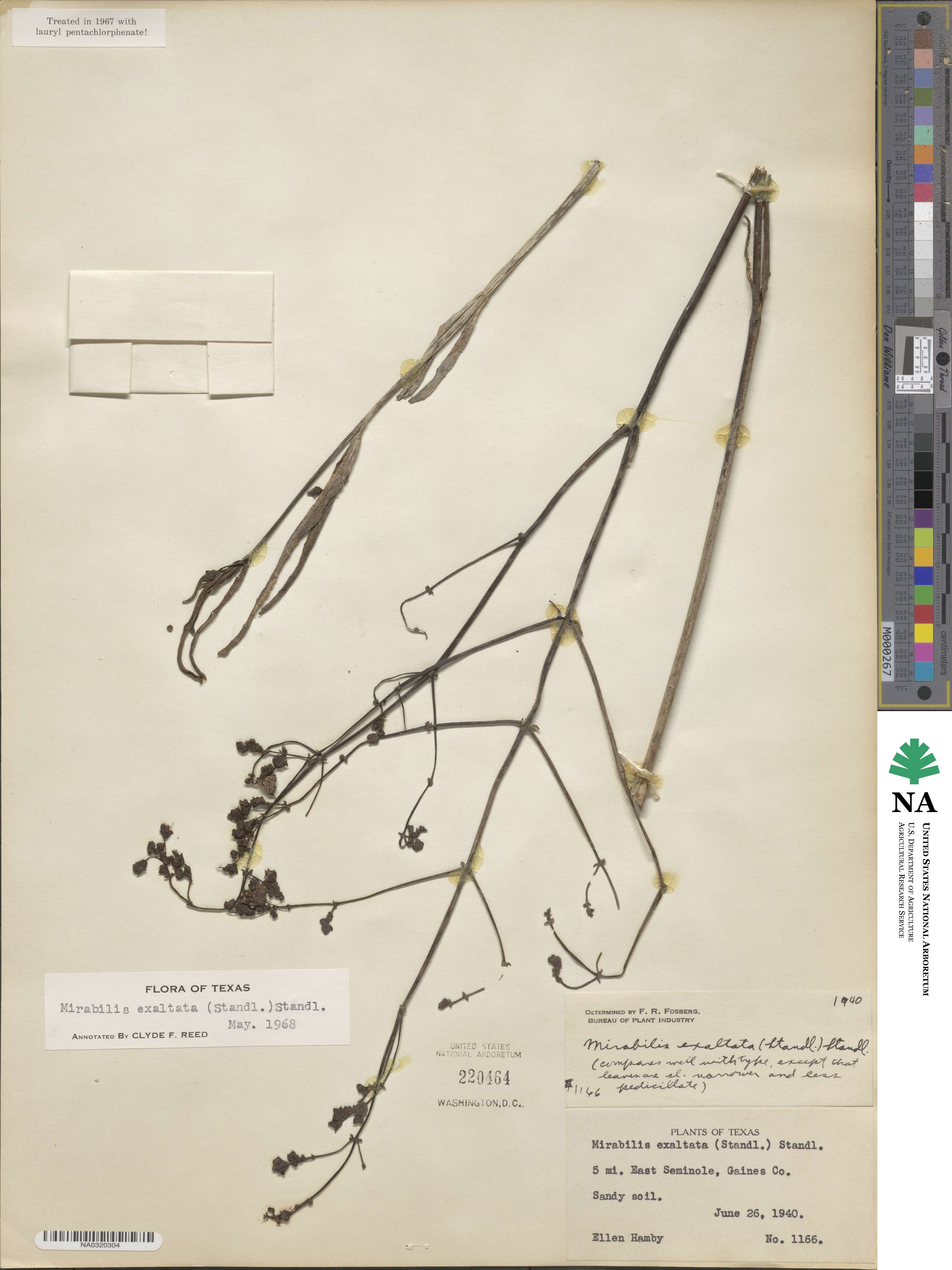 Mirabilis glabra image