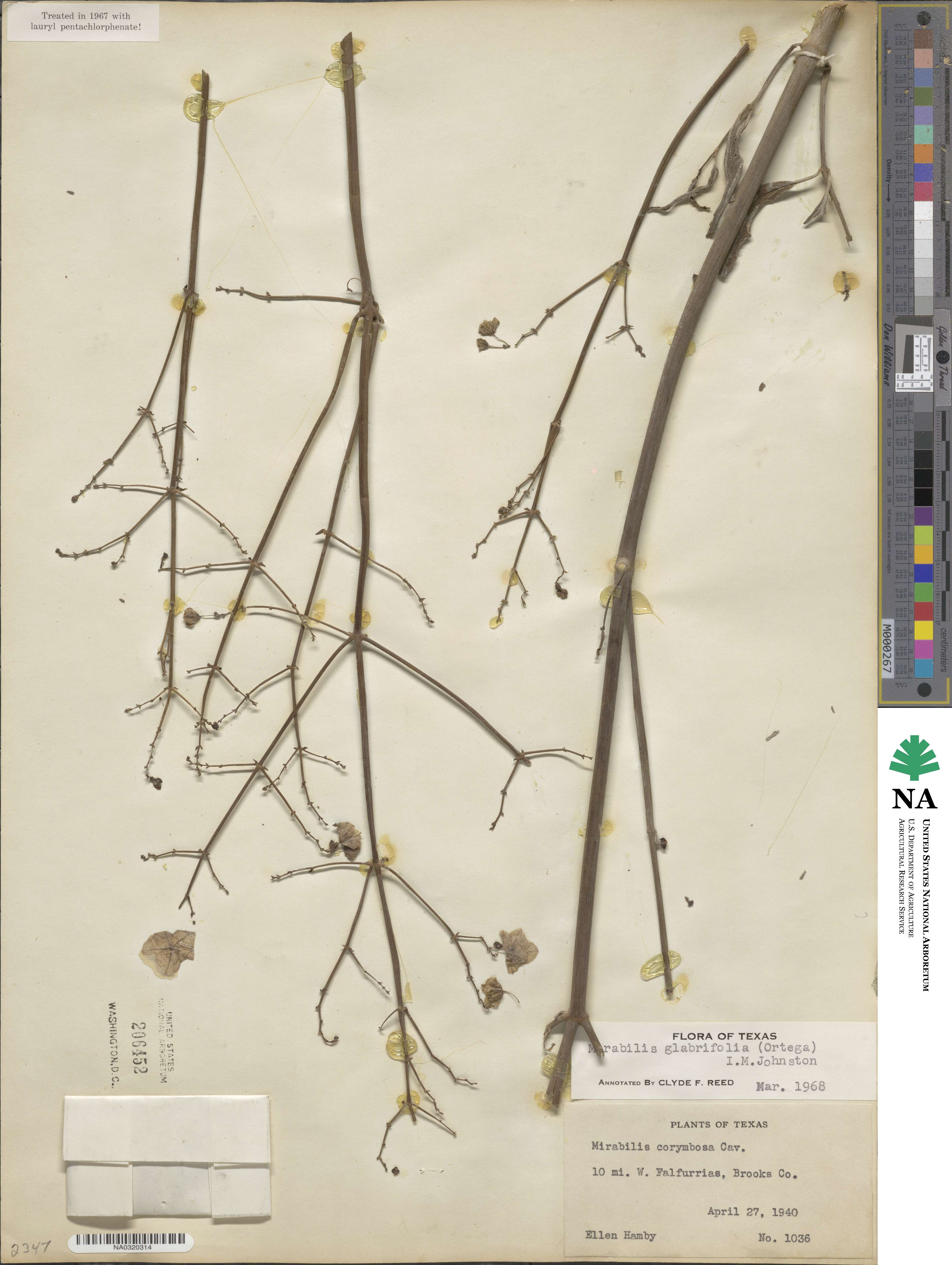 Mirabilis glabrifolia image