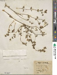 Mirabilis laevis image