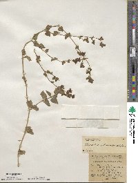 Mirabilis laevis image