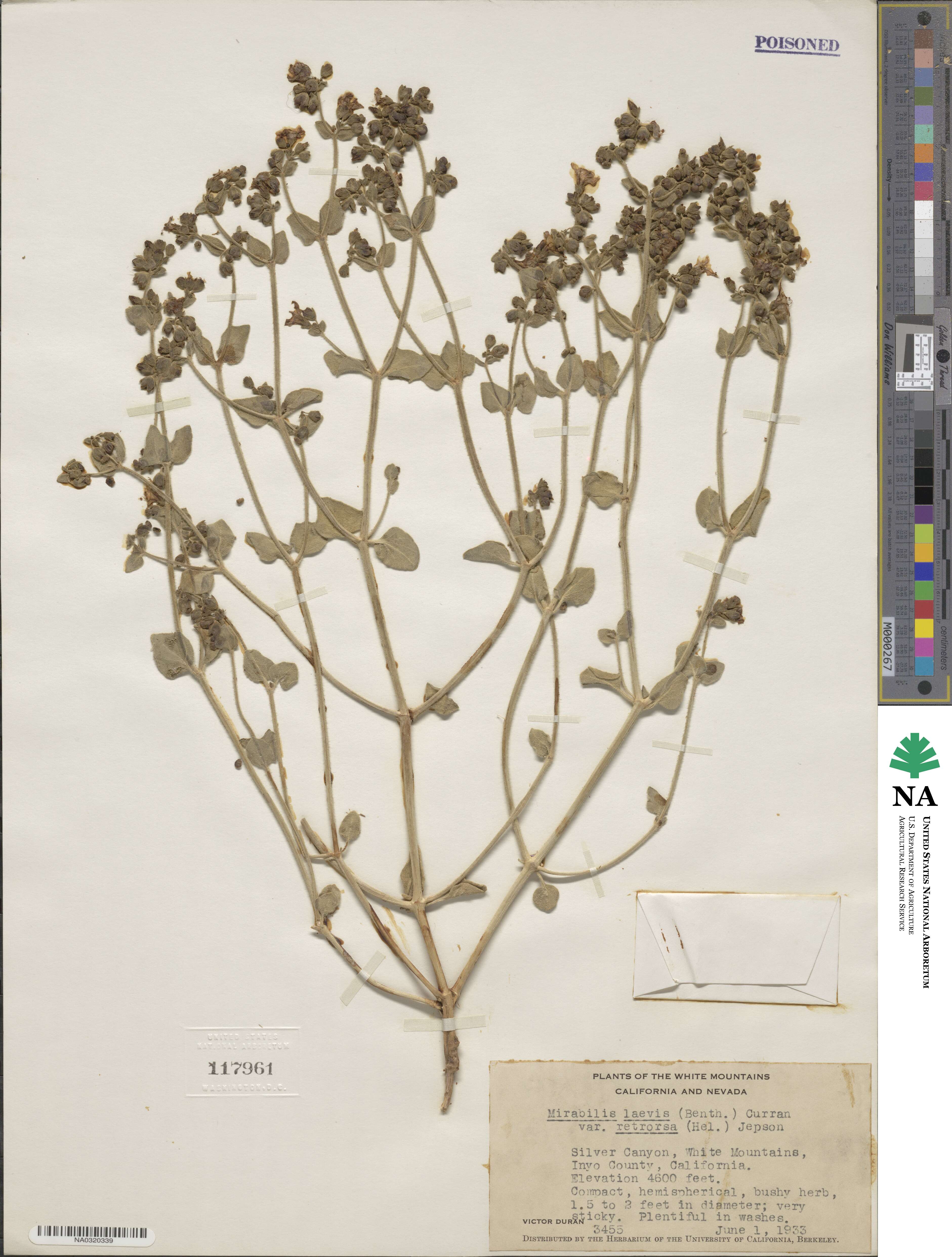 Mirabilis laevis var. retrorsa image