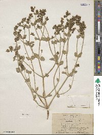 Mirabilis laevis var. retrorsa image