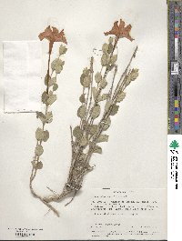 Image of Acleisanthes acutifolia