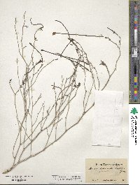 Acleisanthes longiflora image