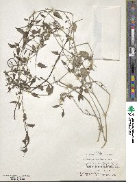 Acleisanthes longiflora image