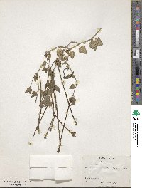 Acleisanthes longiflora image