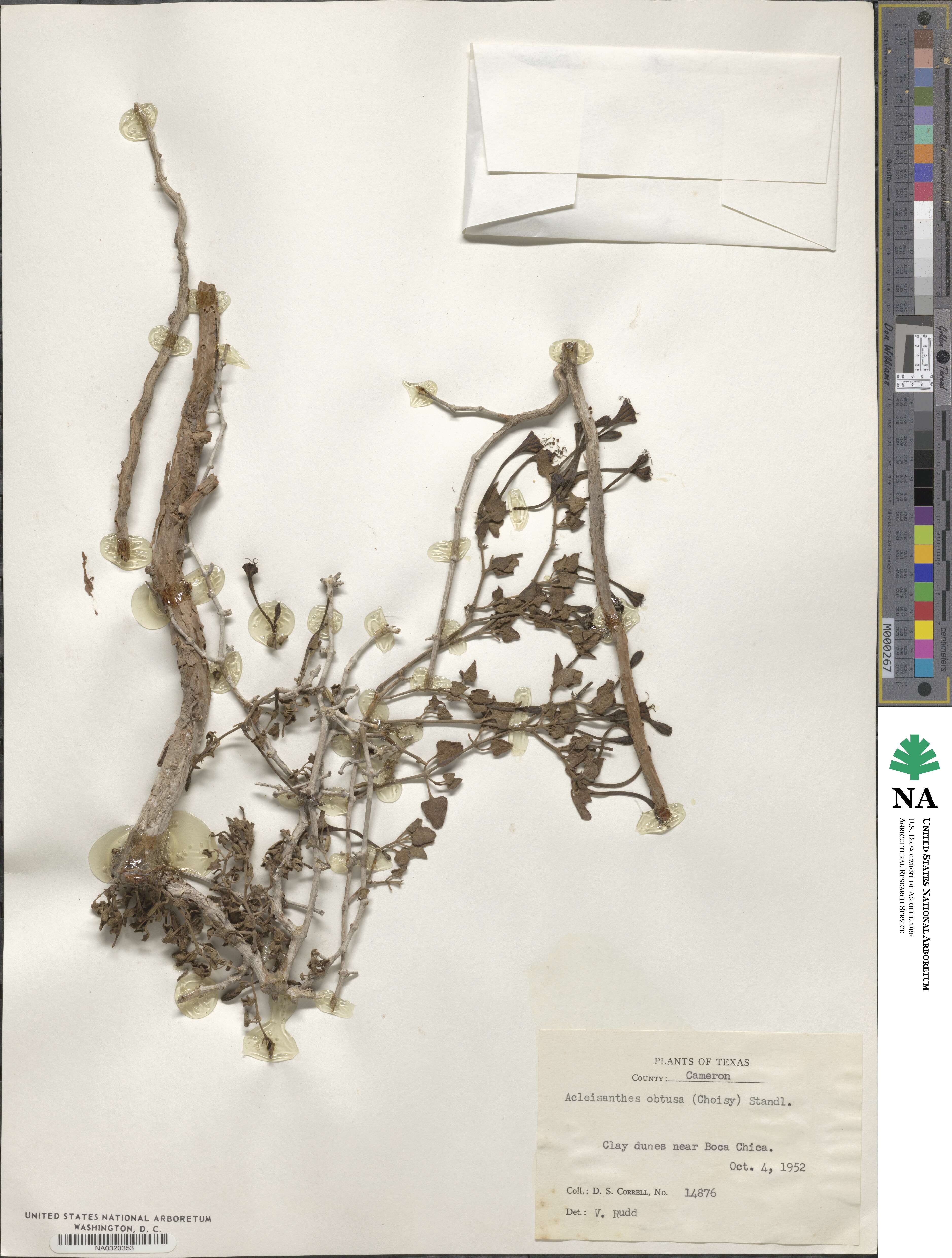 Acleisanthes obtusa image