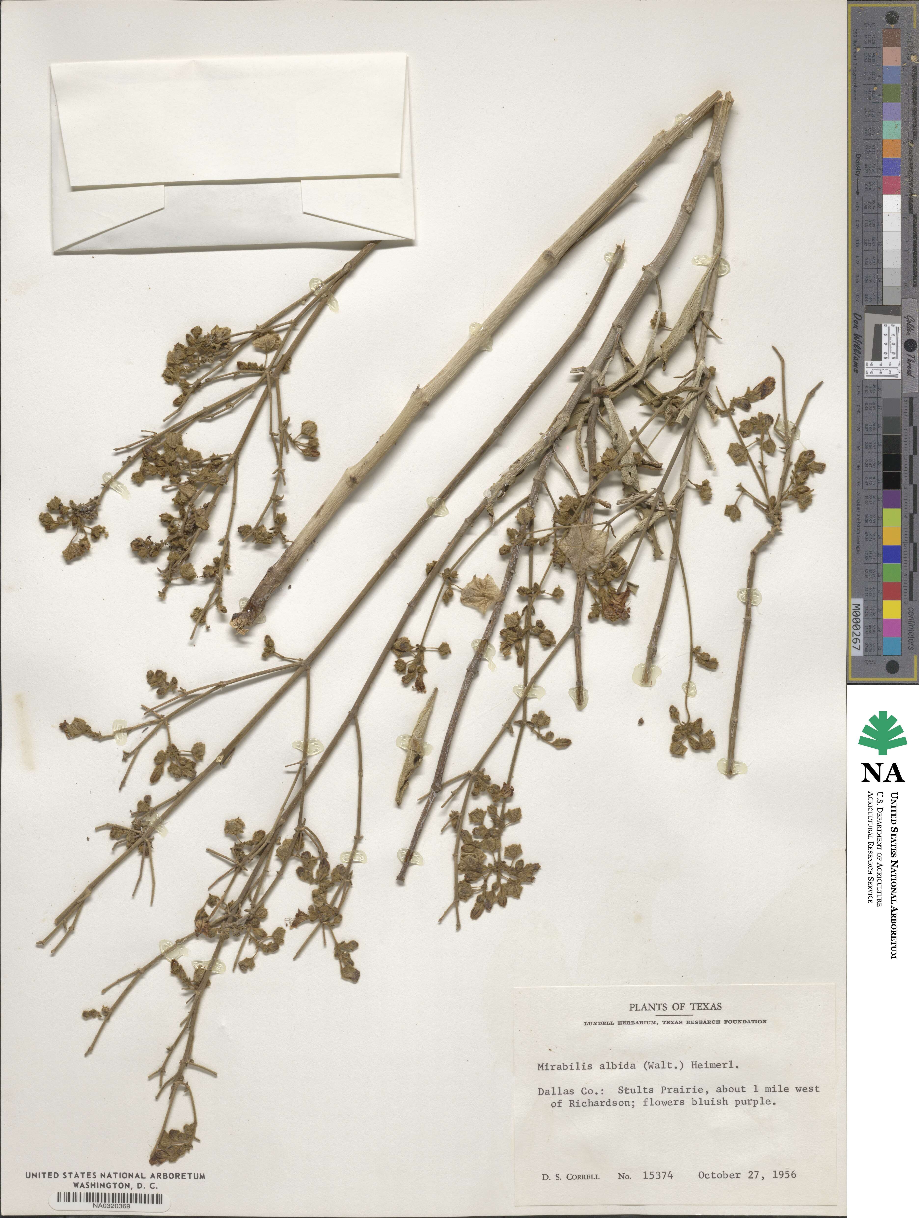 Mirabilis albida image