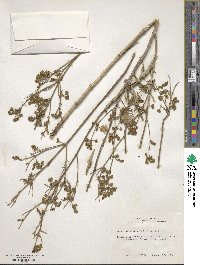 Mirabilis albida image