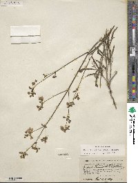 Mirabilis albida image