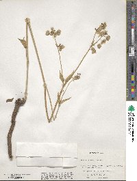 Mirabilis albida image