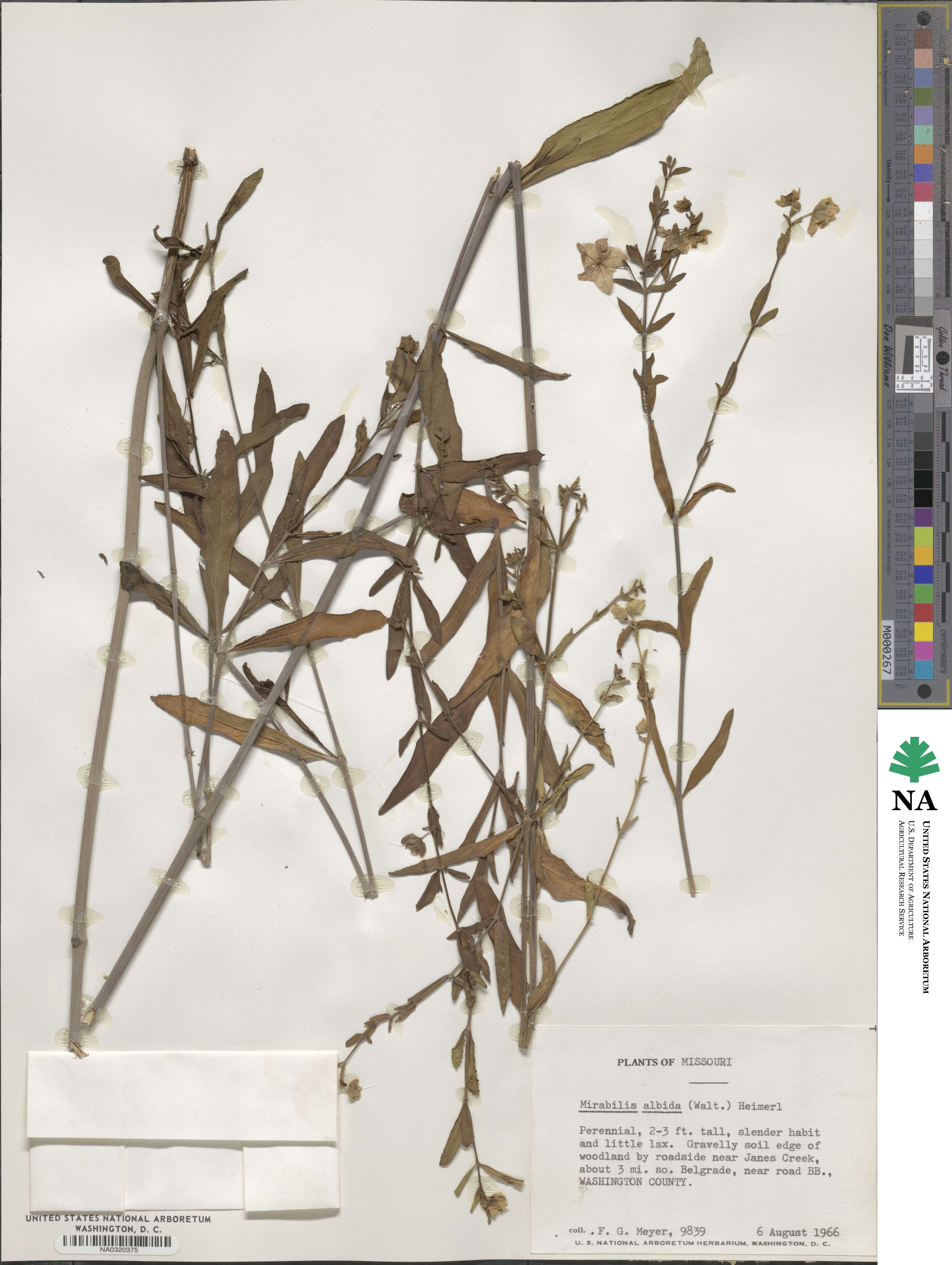 Mirabilis albida image