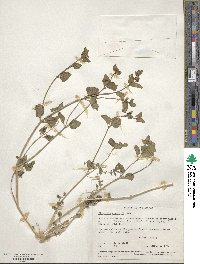 Mirabilis laevis var. villosa image