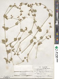 Mirabilis laevis var. villosa image