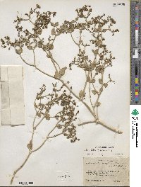 Mirabilis laevis var. villosa image