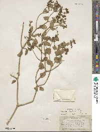 Mirabilis laevis image