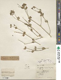 Mirabilis laevis var. villosa image