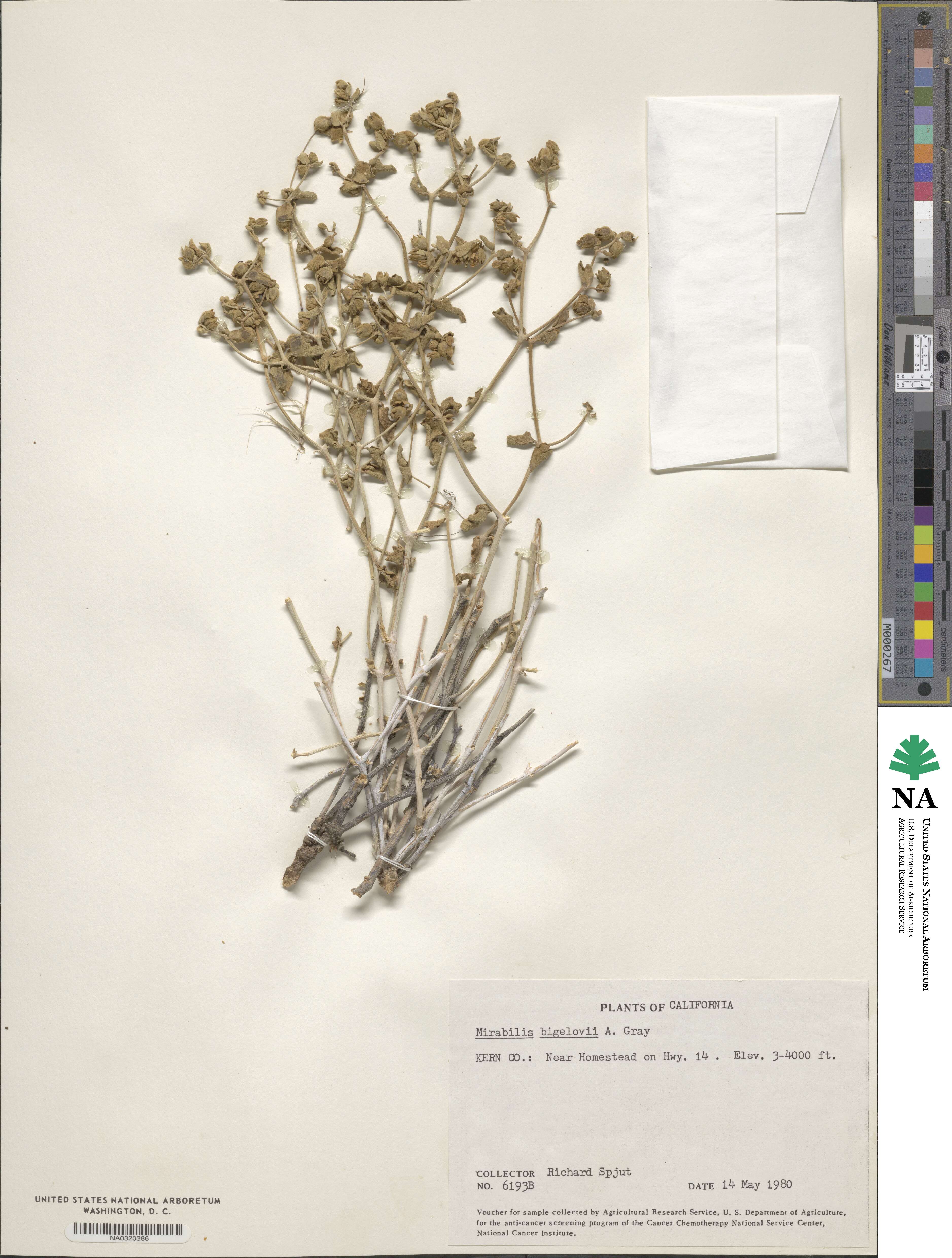 Mirabilis laevis var. villosa image