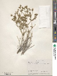 Mirabilis laevis var. villosa image