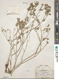 Mirabilis laevis var. villosa image