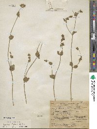 Mirabilis laevis var. villosa image