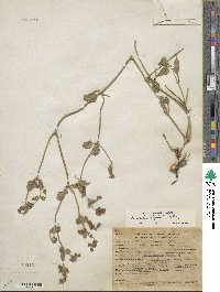 Mirabilis laevis var. villosa image