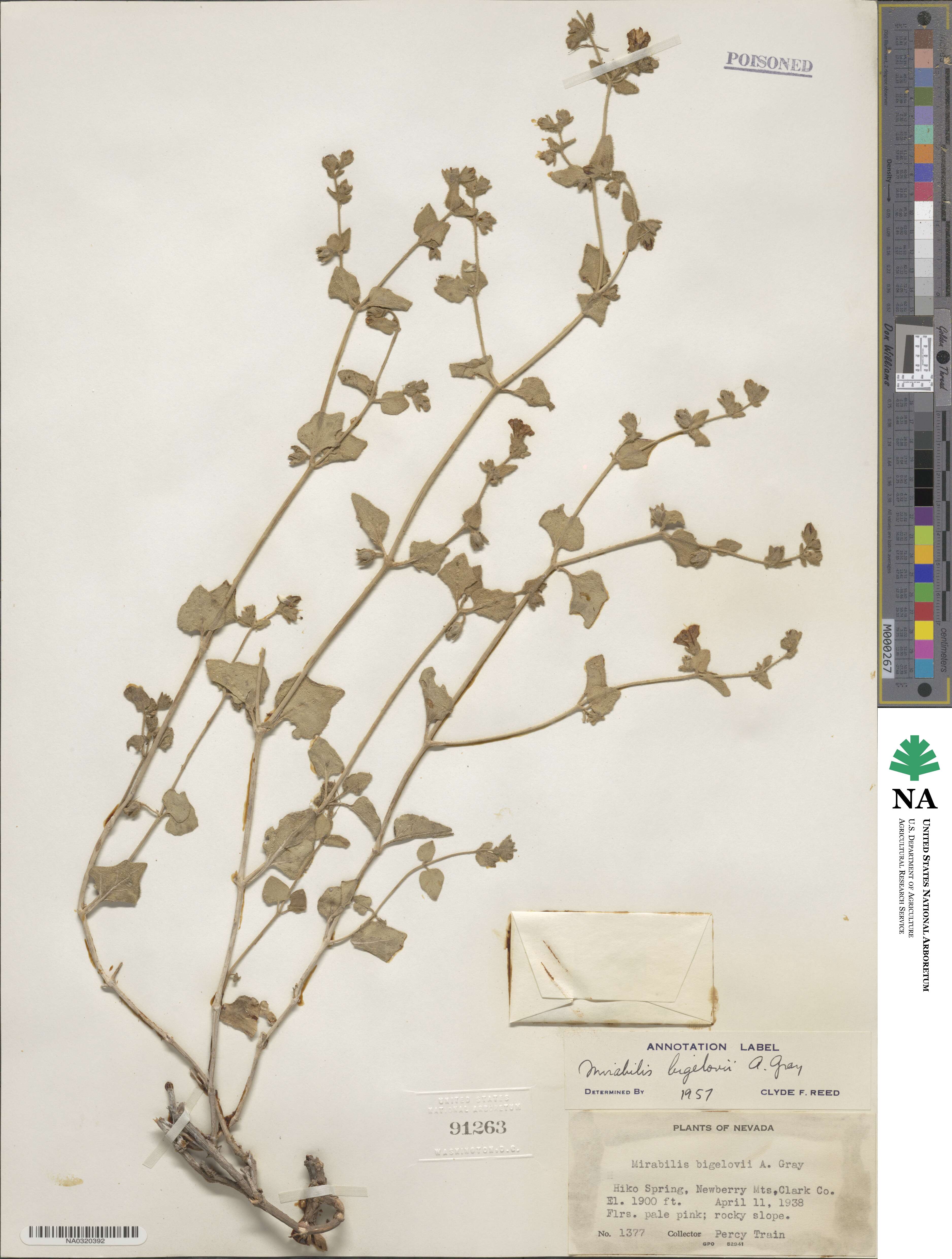 Mirabilis laevis var. villosa image