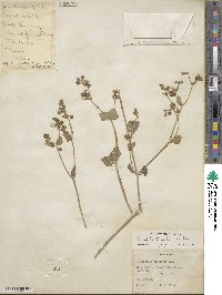 Mirabilis laevis var. villosa image