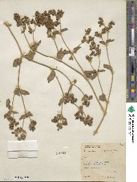 Mirabilis laevis var. villosa image