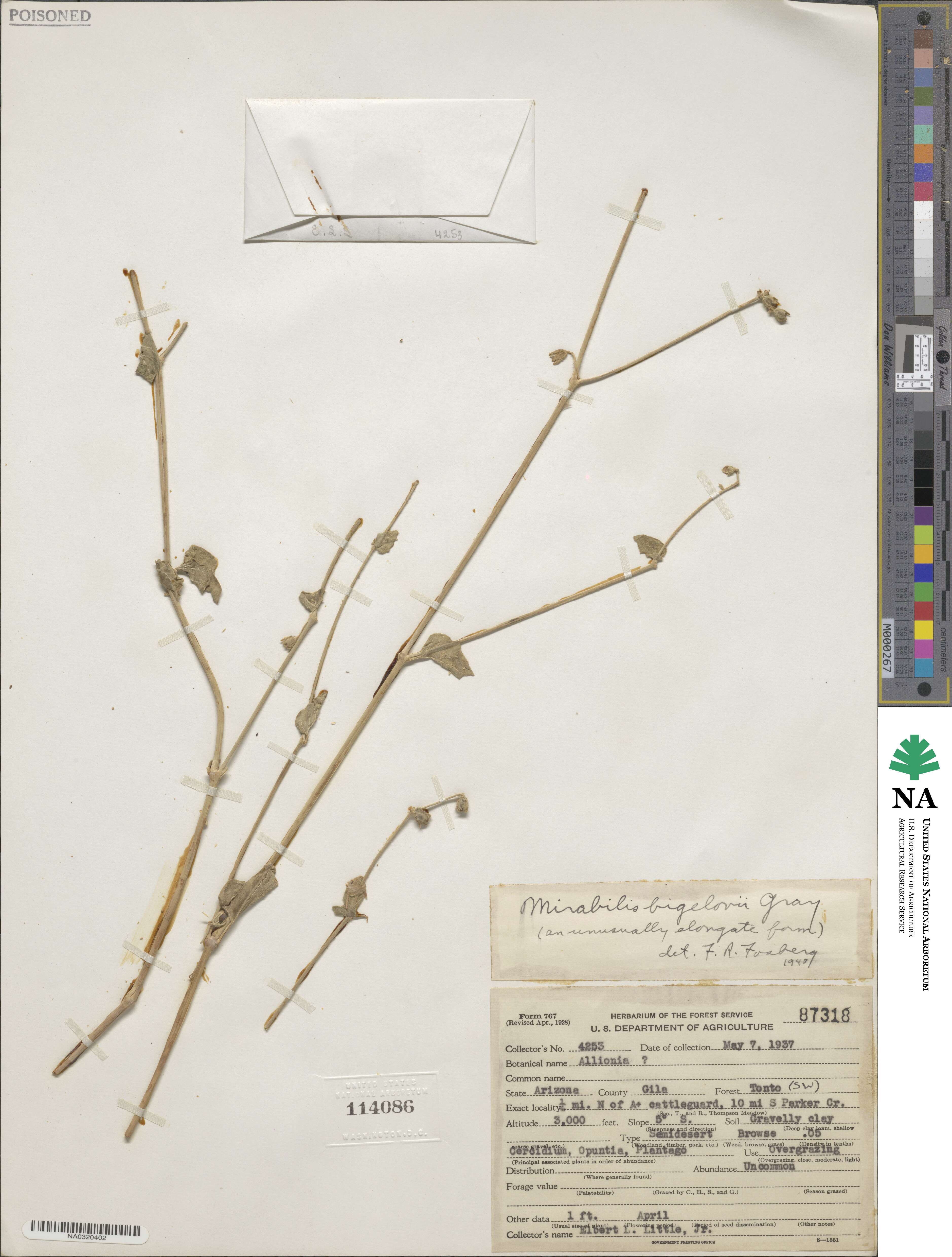 Mirabilis laevis var. villosa image