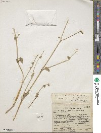 Mirabilis laevis var. villosa image