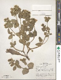 Mirabilis alipes image