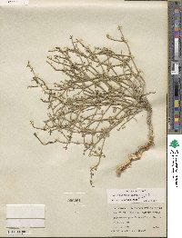 Acleisanthes parvifolia image