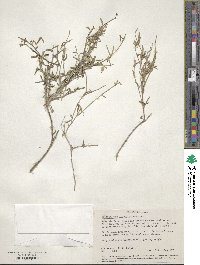 Image of Acleisanthes angustifolia