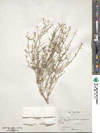 Acleisanthes angustifolia image