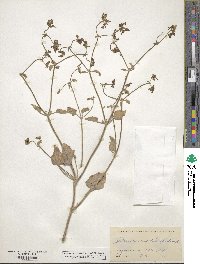 Acleisanthes chenopodioides image