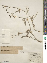 Acleisanthes chenopodioides image