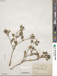 Acleisanthes chenopodioides image