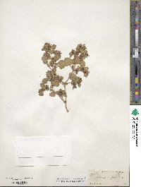 Acleisanthes diffusa image