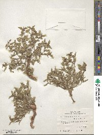 Acleisanthes diffusa image