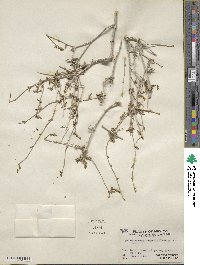 Acleisanthes angustifolia image