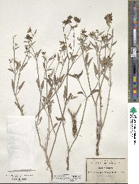 Acleisanthes chenopodioides image