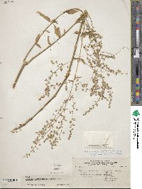 Iresine angustifolia image